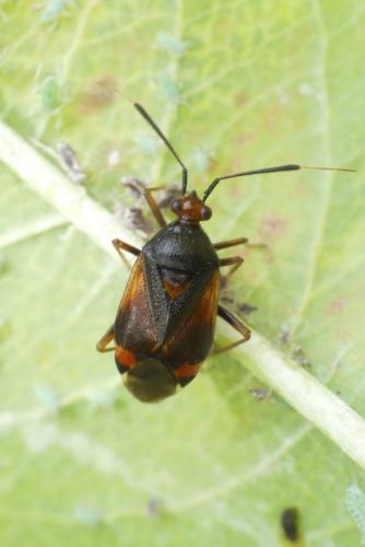 Deraeocoris ruber